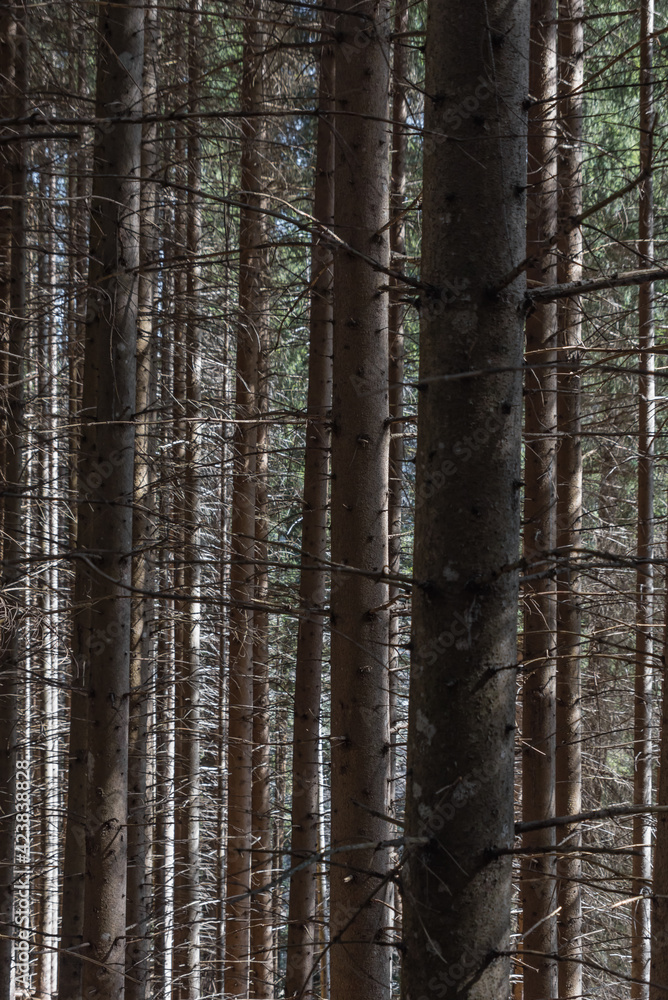 Naklejka premium Dichter Fichtenwald