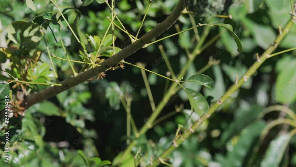 This video shows a yellow Taveta Golden Weaver Bird (Ploceus castaneiceps) building a nest and then flying downwards in slow motion. This video shows a yellow Taveta Golden Weaver Bird (Ploceus castaneiceps) building a nest and then flying downwards in slow motion.