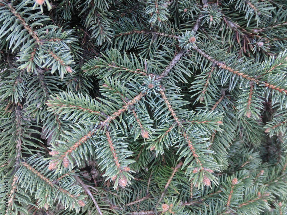 Green background of spruce branches