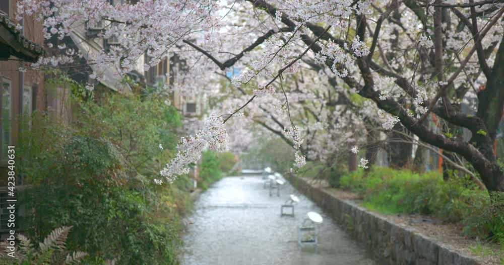 桜並木と小川