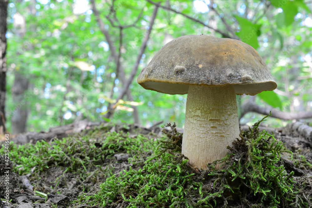 Boletus aereus, the dark cep or bronze bolete Boletus aereus, the dark cep or bronze bolete