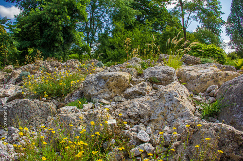 Yellow flowers growing close to rocks in a botanical garden