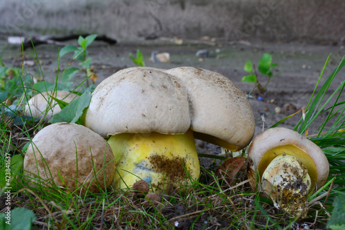 Group of Caloboletus radicans, or  rooting bolete or whitish bolete photo