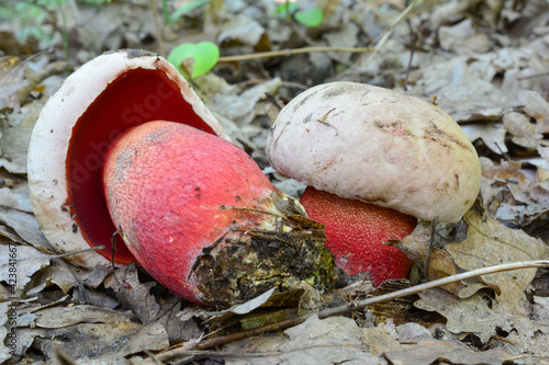 Two specimen of Ruddy bolete or Rubroboletus rhodoxanthus