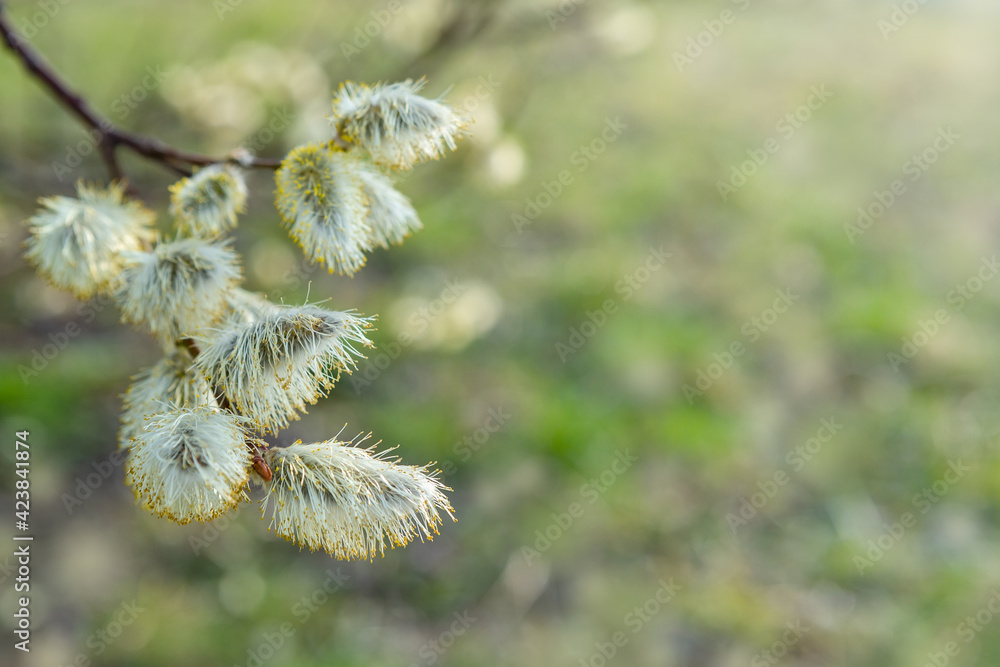 Flowering pussy-willow branches in early spring Flowering pussy-willow branches in early spring