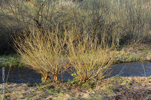 Salix alba on the bank of the creek