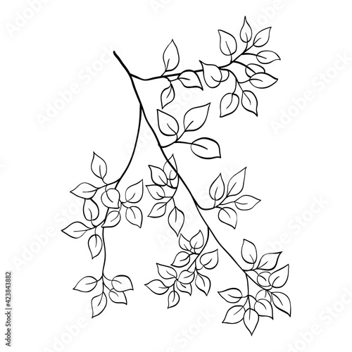 Vector tree branch line floral hand drawn sketch