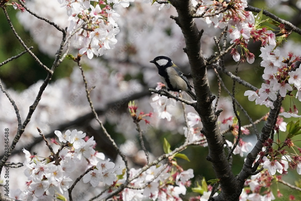japanese tit on the cherry branch japanese tit on the cherry branch