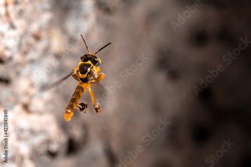 Jatai stingless bee or angelita bee (Tetragonisca angustula) at the wax entrance to their hive in Brazil © AlfRibeiro