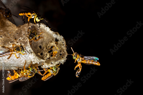 Jatai stingless bee or angelita bee (Tetragonisca angustula) at the wax entrance to their hive in Brazil photo