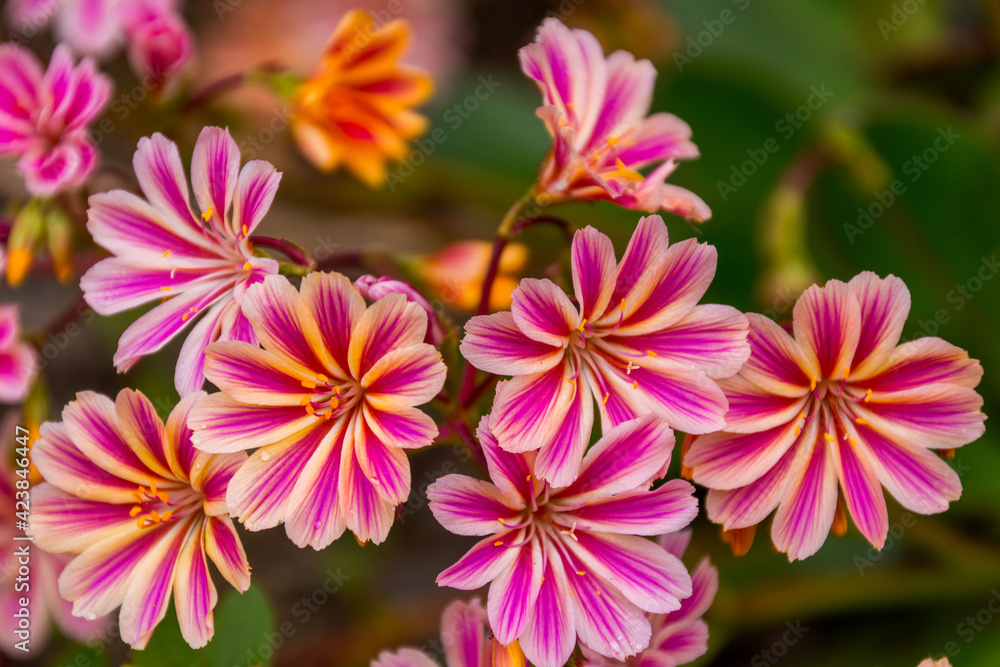 Obraz premium Details from flowers able to be seen in the Botanical garden in Akureyri, Iceland during summer season