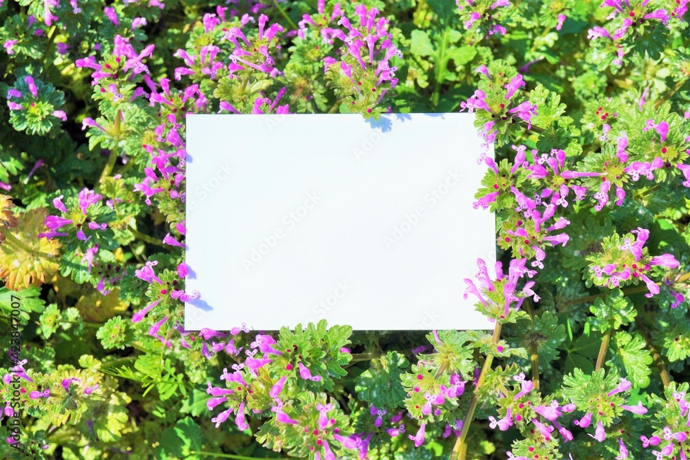 紫の小さなホトケノザの花と長方形の何も書かれていないカードのモックアップ 紫の小さなホトケノザの花と長方形の何も書かれていないカードのモックアップ