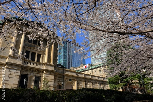 日本銀行本店と満開の桜 photo