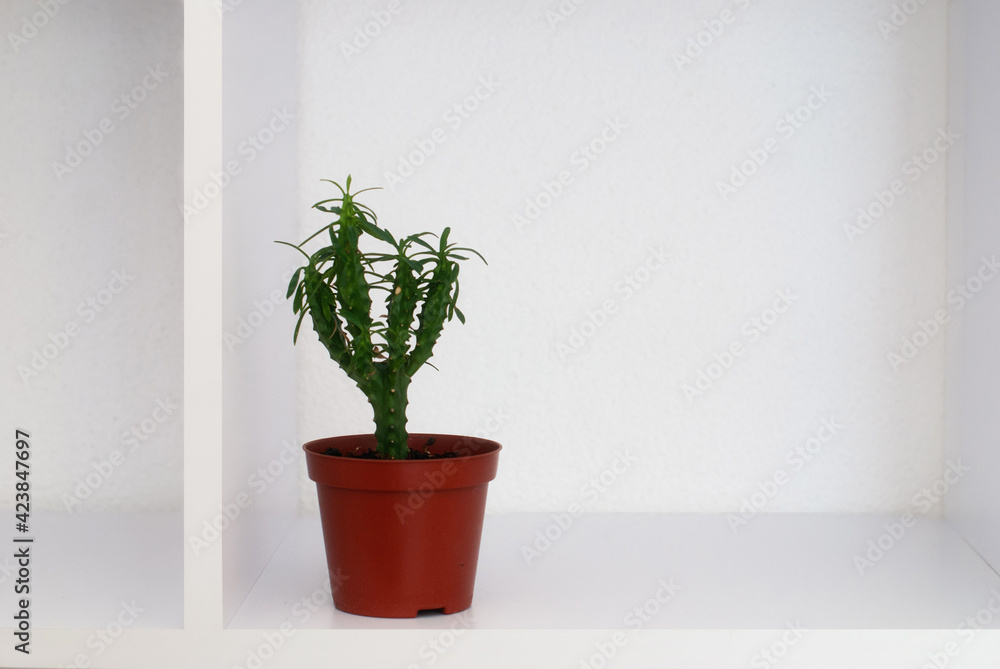 Fototapeta premium The room interior with white copy space and succulent plants. Mock up for design or text