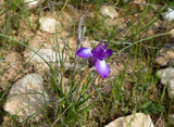 Ginandriris blue-eyed (Latin - Gynandriris sisyrinchium) blooms in the spring in the desert