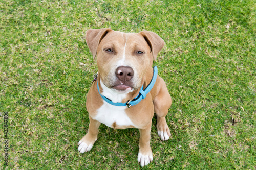 Принти на полотні Cachorro Pitbull