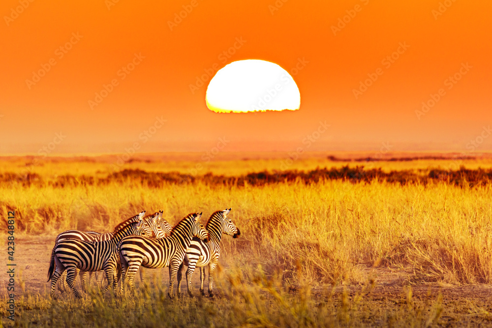 Zebra group with amazing sunset in african savannah. Serengeti National Park, Tanzania. Wild nature african landscape and safari concept - obrazy, fototapety, plakaty 