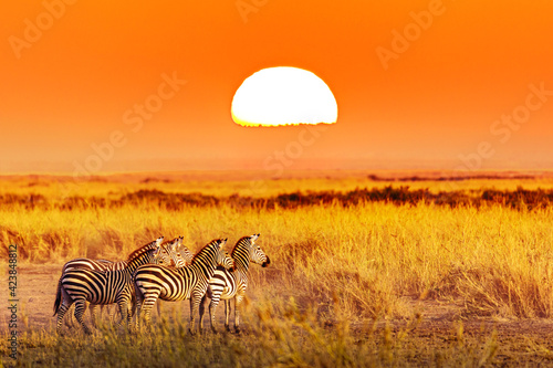 Canvas Print Zebra group with amazing sunset in african savannah