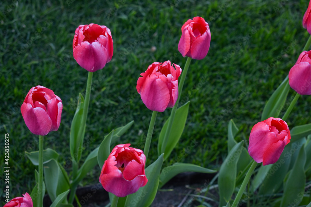 field of pink tulips field of pink tulips