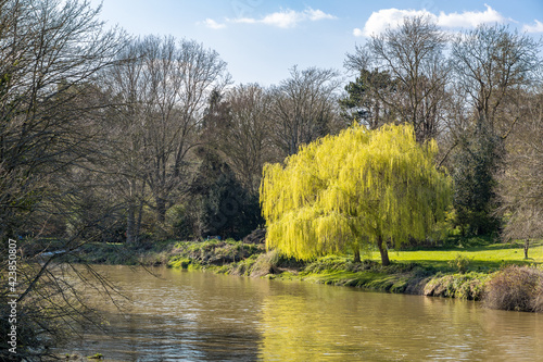 Fotografija Two weeping willow trees bursting into leaf in springtime on the banks of the Ri