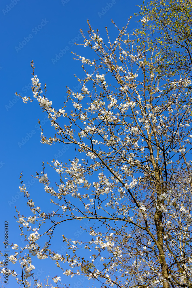 White tree blossom against a blue sky in springtime near Birch Grove in East Sussex White tree blossom against a blue sky in springtime near Birch Grove in East Sussex