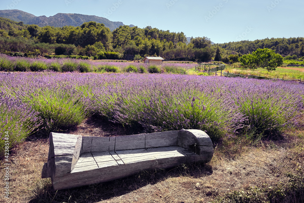 Wooden bench in mountain lavender field. Hvar island in Croatia. Lavender oil is used in aromatherapy as perfume ingredient. Calm summer rustic natural landscape. - obrazy, fototapety, plakaty 