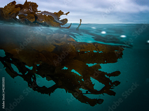 closeup brown seaweed floating half submerged in aqua blue waters photo