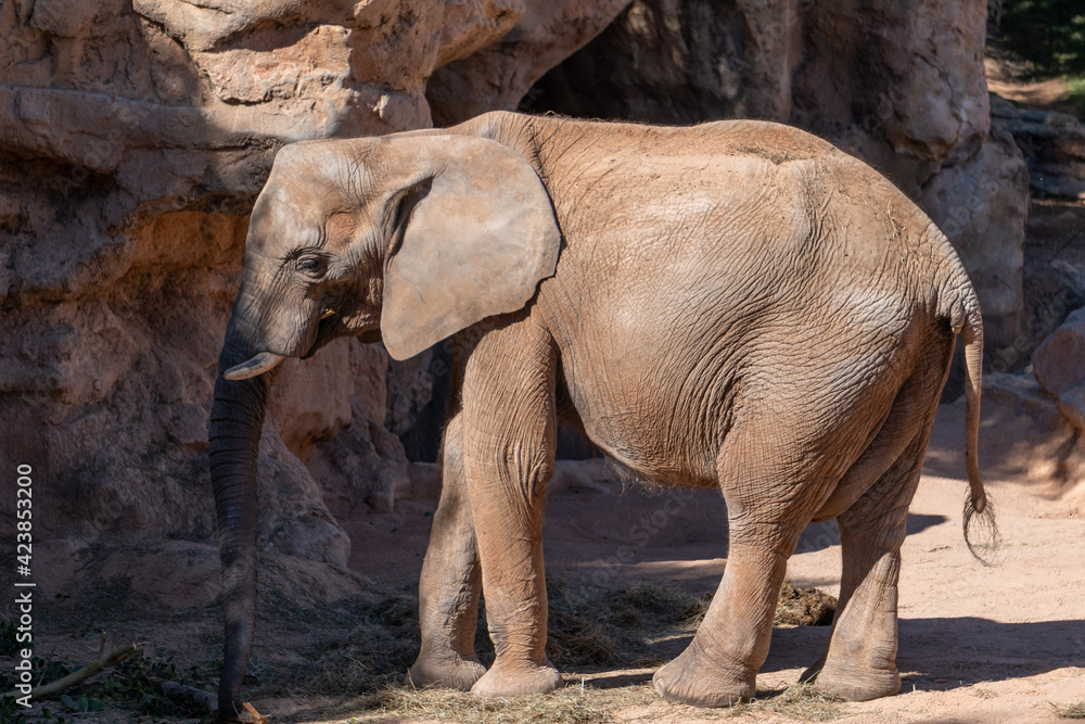 VALENCIA, SPAIN - FEBRUARY 26 : African Elephant at the Bioparc in Valencia Spain on February 26, 2019