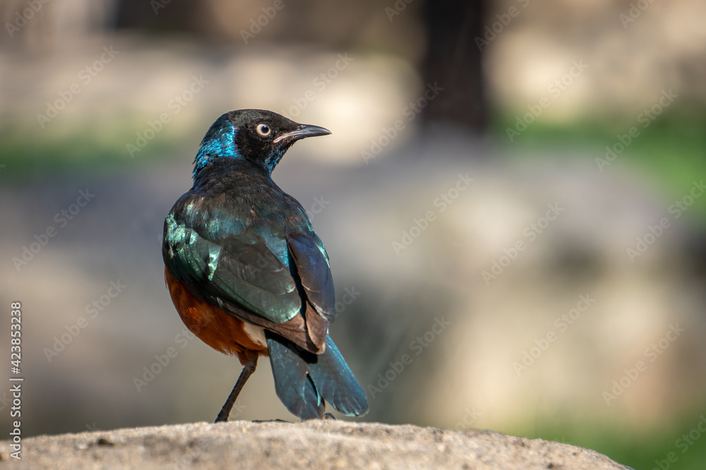 Naklejka premium VALENCIA, SPAIN - FEBRUARY 26 : Superb Spreo Starling (Lamprotornis superbus) at the Bioparc in Valencia Spain on February 26, 2019