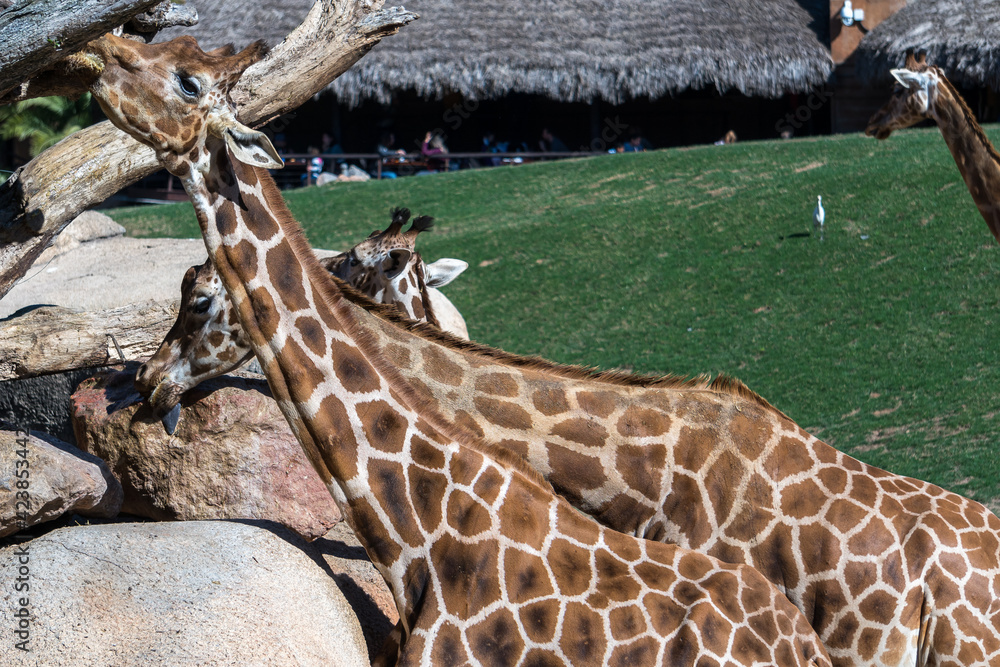 Obraz premium VALENCIA, SPAIN - FEBRUARY 26 : African Giraffes at the Bioparc in Valencia Spain on February 26, 2019. Unidentified people