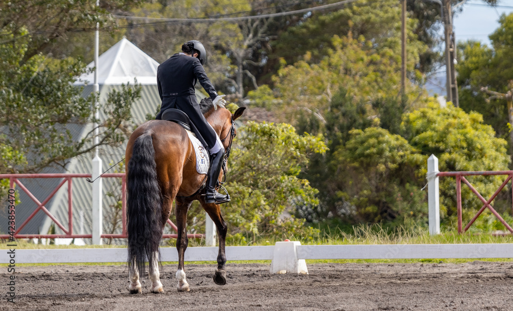 Dressage rider in competition with wonderful brown Lusitano horse. Dressage rider in competition with wonderful brown Lusitano horse.