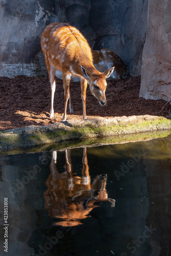 VALENCIA, SPAIN - FEBRUARY 26 : Sitatunga Antelope at the Bioparc in Valencia Spain on February 26, 2019