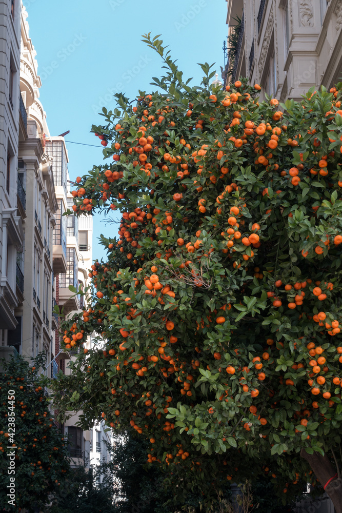 VALENCIA, SPAIN - FEBRUARY 24 : Orange Tree in the Town Hall Square of Valencia Spain on February 24, 2019
