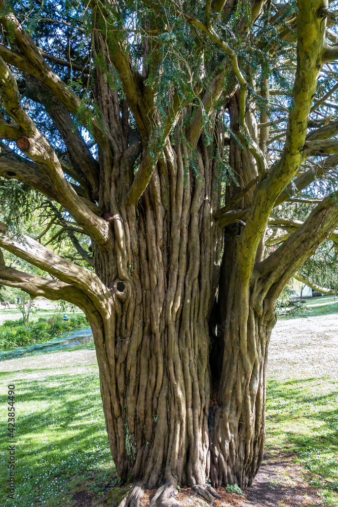 CARDIFF, UK - APRIL 27 : Old Yew tree growing at St Fagans National Museum of History in Cardiff on April 27, 2019
