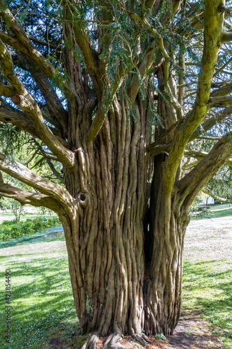 CARDIFF, UK - APRIL 27 : Old Yew tree growing at St Fagans National Museum of History in Cardiff on April 27, 2019 photo