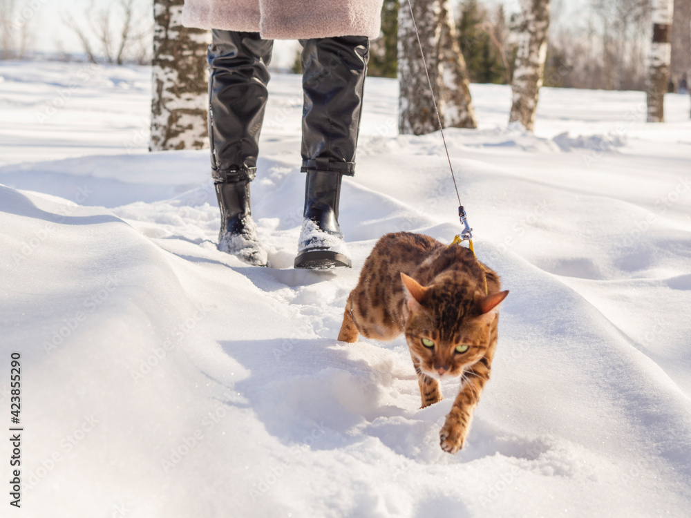 A girl walks with a Bengal domestic cat on a snow road in winter. A woman in black shiny leather leggings on her feet and a pink coat is traveling with a kitten pet on a sunny spring day.