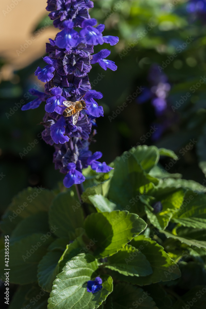 Bee collecting pollen on tall purple flowers Bee collecting pollen on tall purple flowers