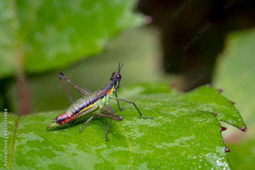 Grasshopper perched on a leaf looking into the forest Grasshopper perched on a leaf looking into the forest