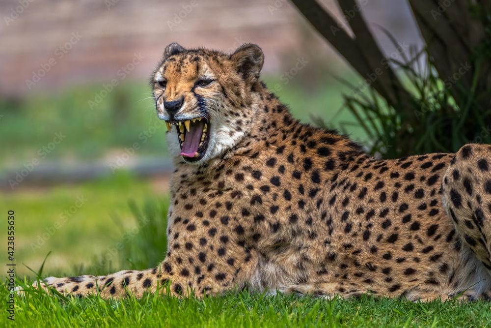2021-03-29 A CHEETAH SNARLING WHILE LYING DOWN 2021-03-29 A CHEETAH SNARLING WHILE LYING DOWN