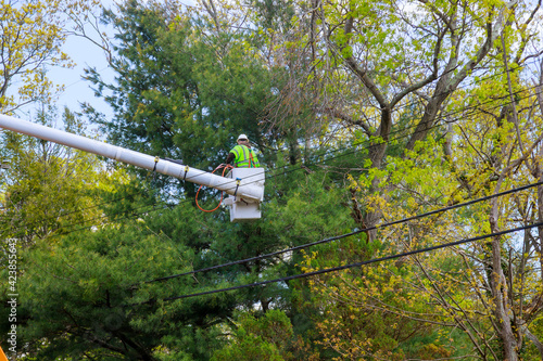 Aerial work platform with seasonal pruning trees at the springtime on tree care hydraulic ramp