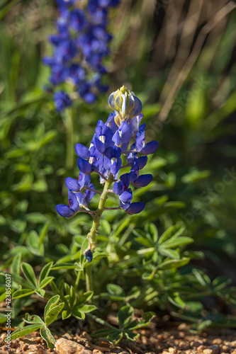 Bluebonnet wildflower in the sun, close-up © Martina
