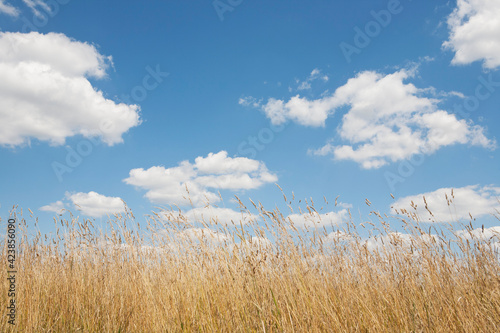 Field of tall grass