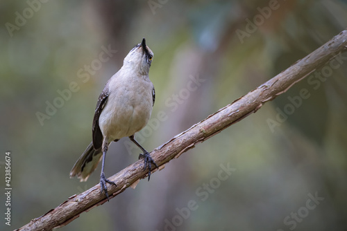 Tropical mockingbird (mimus gilvus) looking up from a small tree branch