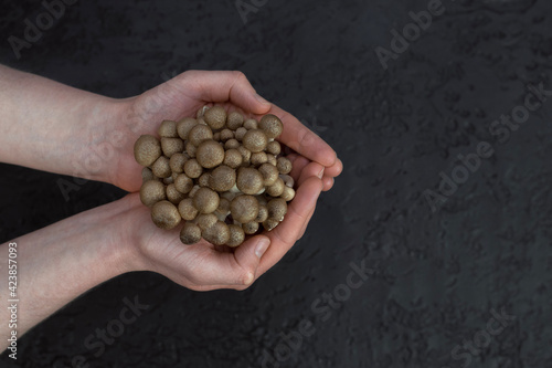 Mushrooms in the man hands isolated on gray background.
