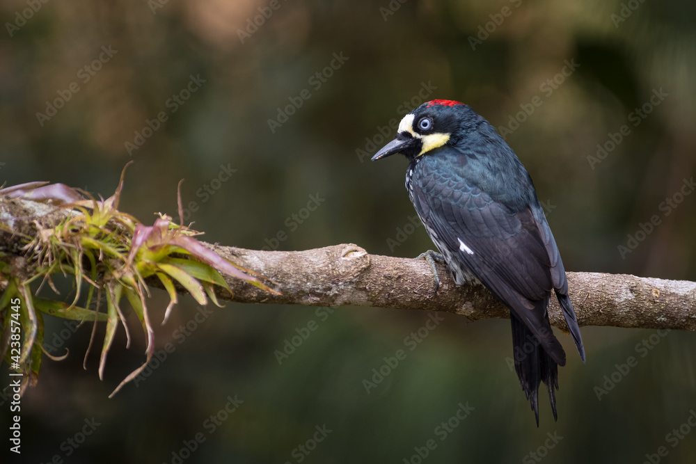 Obraz premium Acord woodpecker (melanerpes formicivorus) perched on a tree branch and a bromeliad in search of food