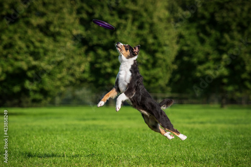 Australian shepherd dog catches flying frisbee disc in the air. Pet playing outdoors in a park. 