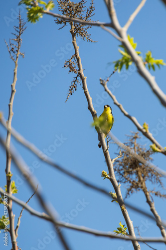 Yellow breasted bird sitting in a tree
