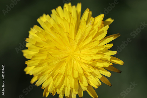 Dandelion