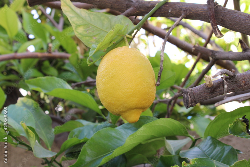Lemon hanging fruit plant Lemon hanging fruit plant