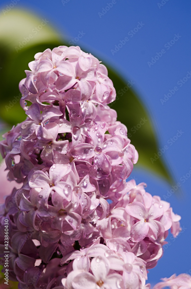 Fototapeta premium Blooming branch of lilac in the open air blooms in May